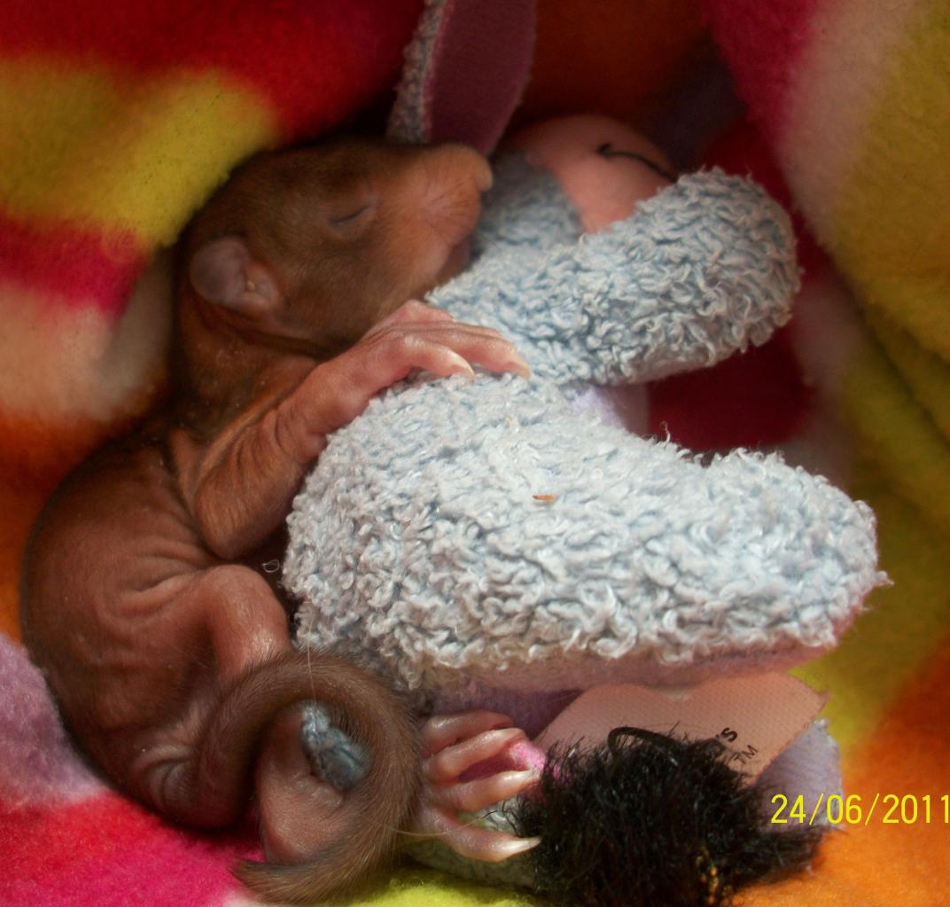 notre bébé écureuil et son bourriquet