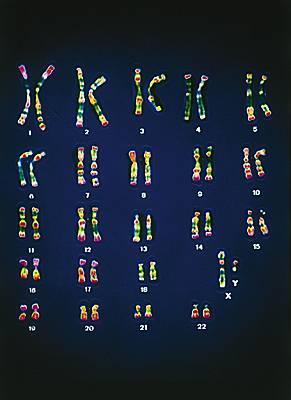 Cayotype