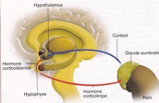 Cortisol